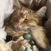 Логотип телеграм канала @moonnmeoww — таро с кошечками