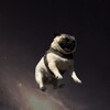 Логотип телеграм канала @mopsekiii — Mops