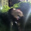 Логотип телеграм канала @mordjumali — Стрингер live