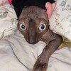 Логотип телеграм канала @moroncat228 — кенни криспи архив скачать платно