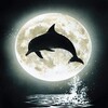Логотип телеграм канала @morskoi_mirr — Морской мир 🐬