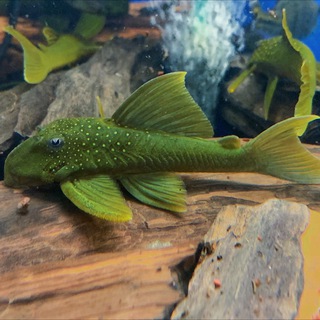 Логотип телеграм канала @mos_fish — Аквариумный Салон Mos-fish