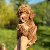 Логотип телеграм канала @moscow_puppy — Moscow Puppy | Мальтипу Кокапу Кавапу Лабрадудли