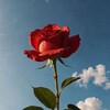 Логотип телеграм канала @moscow_rose — Роза Москвы ❤️‍🔥