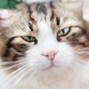 Логотип телеграм канала @moscowbreed — Moscow breed