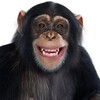 Логотип телеграм канала @moseedo — Monkey see, monkey do
