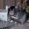 Логотип телеграм канала @mousefandom — МышАтник