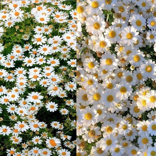 Telegram kanalining logotibi moychechak2 — 🌼Moychechak🌼🌼🌼