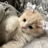Логотип телеграм канала @mpwman — мρ ω мαη 🐱