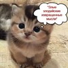 Логотип телеграм канала @mrchkkek — Muuurrchik говорит и показывает