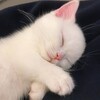 Логотип телеграм канала @mrmeowr — ренди