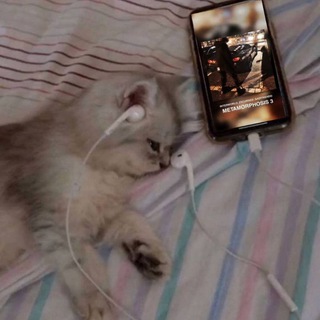 Telegram каналынын логотиби mrphonksl — 👾Mr.phonk👾