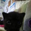 Логотип телеграм канала @mrtrapchuvak228aye — чупапи муняне ассасин крид кредо треп килла альмуалим старый пень эцио аудиторе да фиренце снайпер 1980