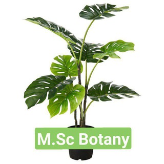 Logo saluran telegram msc_botany_zoology_notes_bsc — Msc Botany Zoology