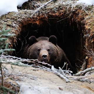 Логотип телеграм канала @mticrewgroup — Берлога 🐻