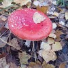 Логотип телеграм канала @muhomordjungli — Ядвига Мухоморова