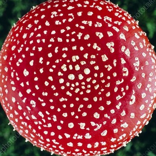 Логотип телеграм канала @muhomorich — Мухомор Красный 🍄 Amanita Muscaria / Микродозинг