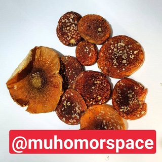 Логотип телеграм канала @muhomorspaceotziv — Отзывы о мухоморах Muhomorspace