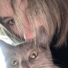Логотип телеграм канала @muixswwrs — кисамурсс 🐈‍⬛