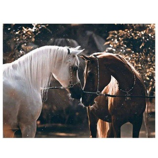 Логотип телеграм канала @mujahid4 — ويـشْـتَـاقُـهـمْ قَـلـبِـي.. 🖤