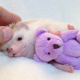 Logo of telegram channel mundoerizos — Mundo Erizos