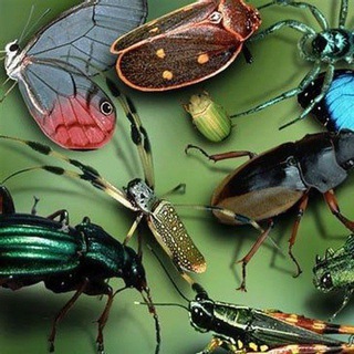 टेलीग्राम चैनल का लोगो mundoinseto — Mundo dos Insetos