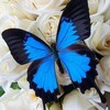 Логотип телеграм канала @murga_katerina — 🦋Стихи Мысли Вдохновение🦋