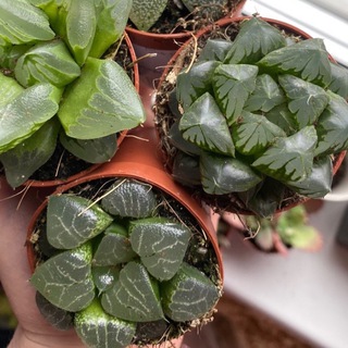 Логотип телеграм канала @murmanflo — murmanflo🌵