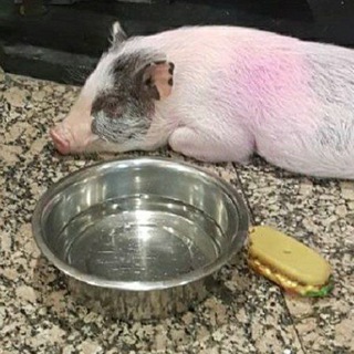 Логотип телеграм канала @murmansvinka — Мурманская свинка