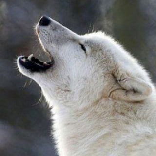 Логотип телеграм канала @murmanwolf — Санитары Мурмана