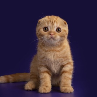 Логотип телеграм канала @murmarish — Murmarish питомник Scottish fold