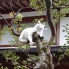 Логотип телеграм канала @murmurrss — запах мяты