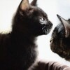 Логотип телеграм канала @murrrmyaus — Мурррмяус🐈‍⬛️