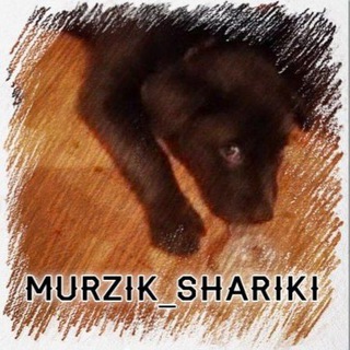 Telegram channel Murzik_shariki logo