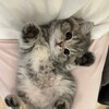 Логотип телеграм канала @murziky — Мурзики