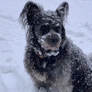 Логотип телеграм канала @murzinand — Пересмешник