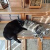 Логотип телеграм канала @museumcats — Котики Вильямса