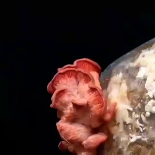 Логотип телеграм канала @mushroomgrows — MedFungiGrow