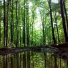Логотип телеграм канала @mushrooms_forest — Грибной бор 🍄