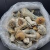 Logo of telegram channel mushroomsturinshroomsitaly — Mushrooms 🍄 Turin shrooms Italy