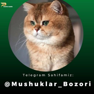 Telegram kanalining logotibi mushuk_bozorr — Mushuk Bozor