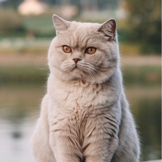 Telegram kanalining logotibi mushuklar_bozori_rasmiy — 🐈‍⬛ Мушуклар бозори 🐾