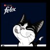 Telegram kanalining logotibi mushuklarovqati — Cats Food.Felix