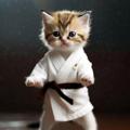 የቴሌግራም ቻናል አርማ mushukvooy — Mushukvooy 🐱
