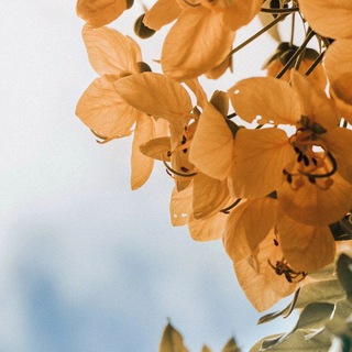 Логотип телеграм канала @music_zvn — 𝐒𝐔𝐍 🕊🤍