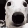 Логотип телеграм канала @musickij — Music Kij🤡