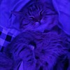 Логотип телеграм канала @musik911a — 🎵 Музыка 2026 🎵