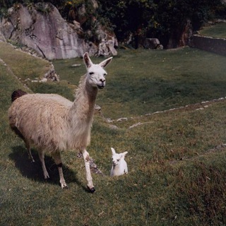 Логотип телеграм канала @musuna — ♧musuna♧