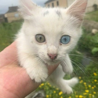 Логотип телеграм канала @muvahidddd — Muvahhid