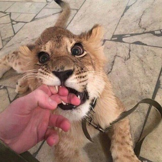 电报频道的标志 muwahhidauz — muwahhida.uz